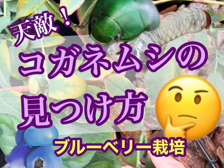 天敵、コガネムシの見つけ方
