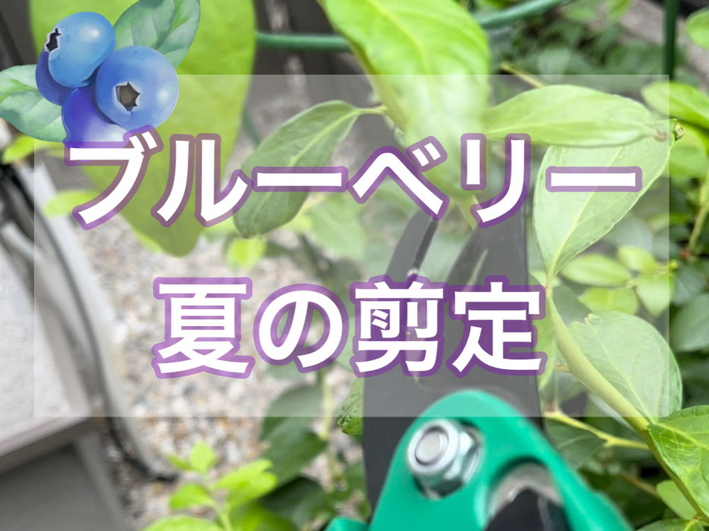 ブルーベリー 夏の剪定