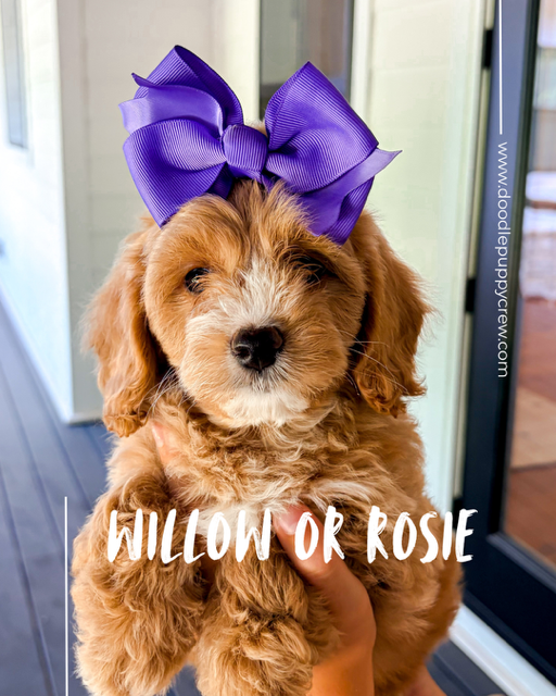 Cavapoochon Puppies in Atlanta, GA: What to Know Before You Join a Waitlist