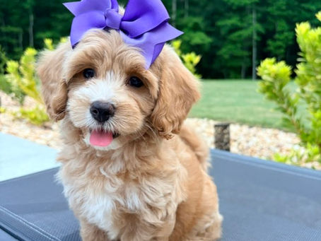 The best doodle!