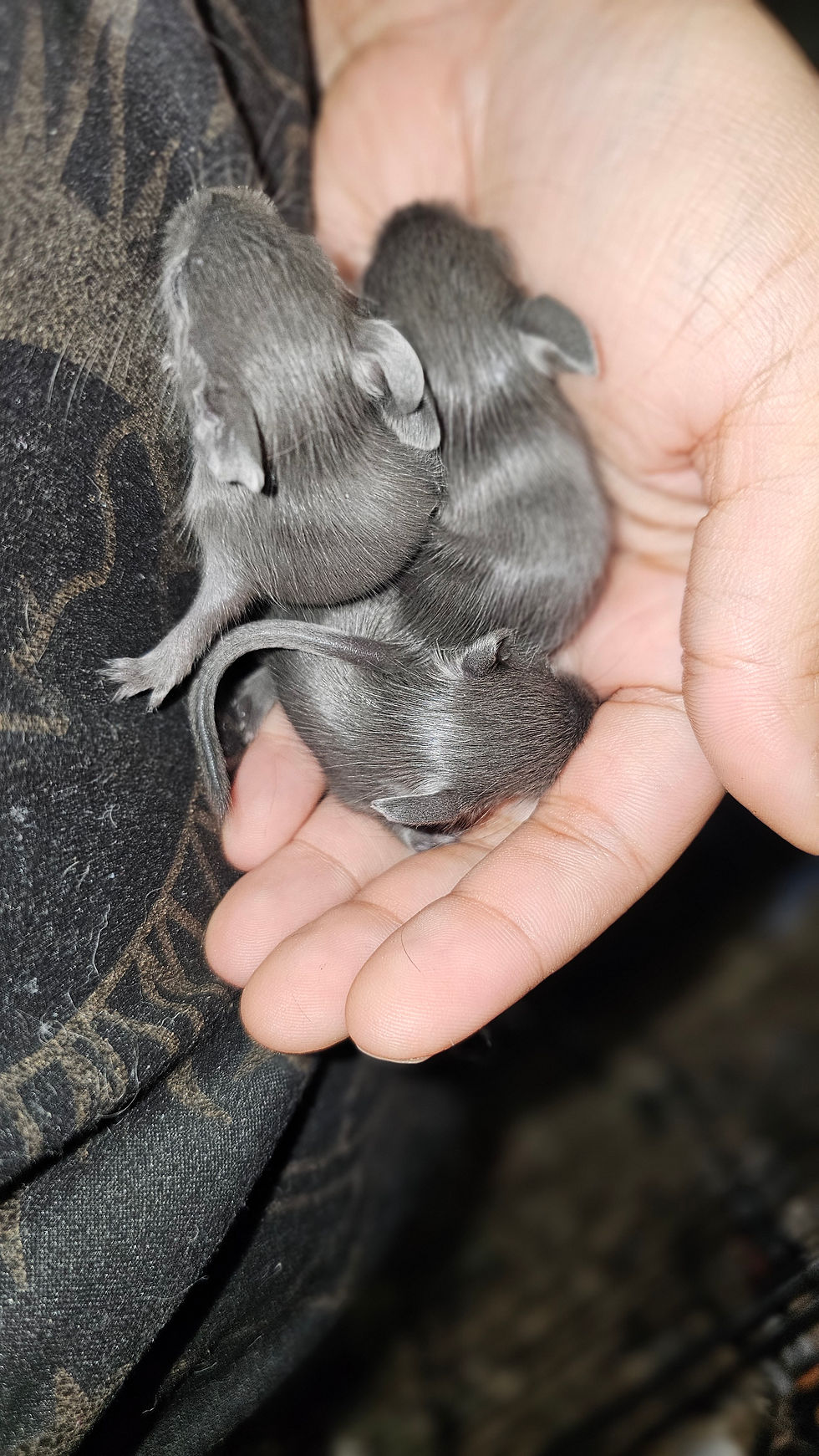Degu pups- nonagouti blues