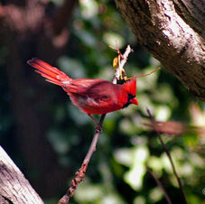 cardinal-smaller-name-300.jpg