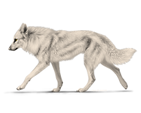 Ivory (Dilute).png