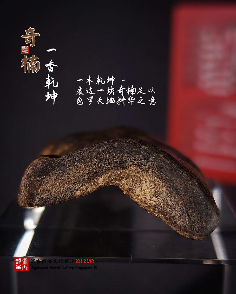 Thumbnail: 🇸🇬 奇楠、"一香乾坤" 达拉干 霸韵 老古董瘤疤 沉水