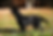 Robin Blass Labs-0168