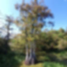 Baldcypress tree