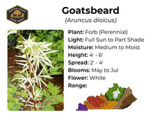 Goatsbeard