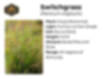 Switchgrass plant info
