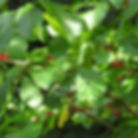 Spicebush