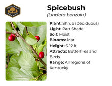 Spicebush