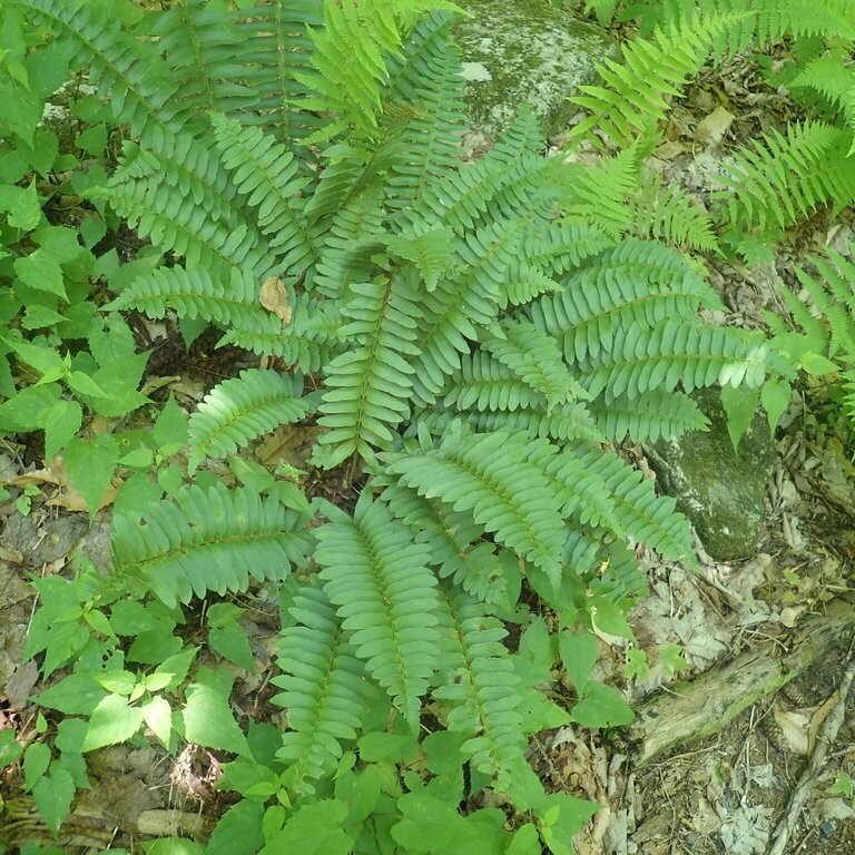 Christmas Fern