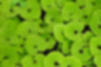 Wild Ginger close up