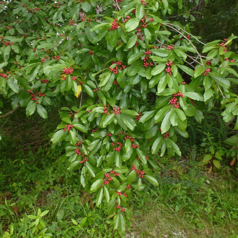 15 Native Shrubs of Kentucky