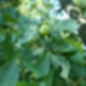 Shagbark Hickory leaves and nut