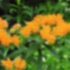 Butterfly Milkweed