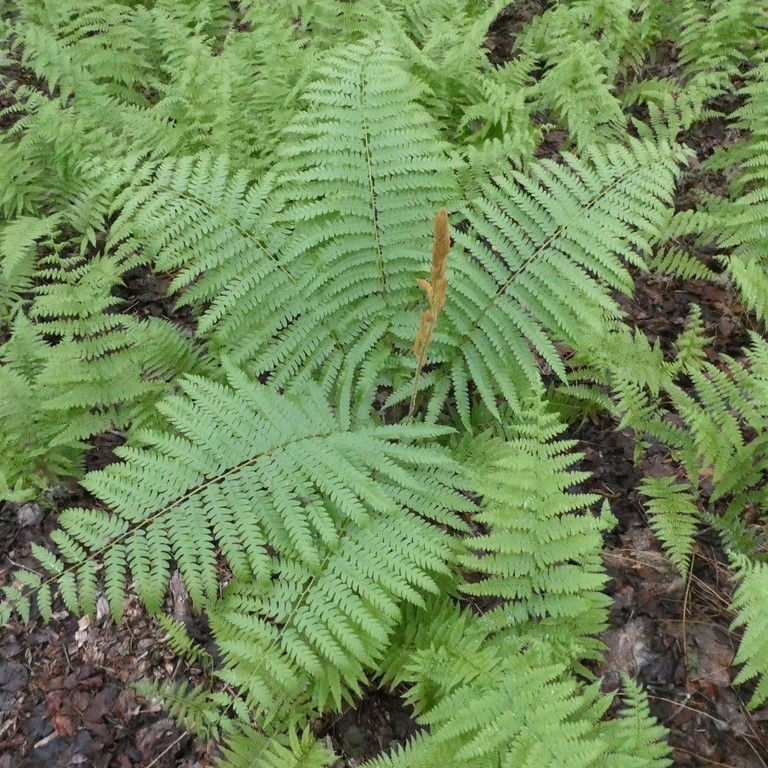 Cinnamon Fern