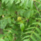 Eastern Black Walnut leaves and nuts