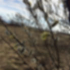 Pussy Willow