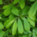 Common Pawpaw leaves