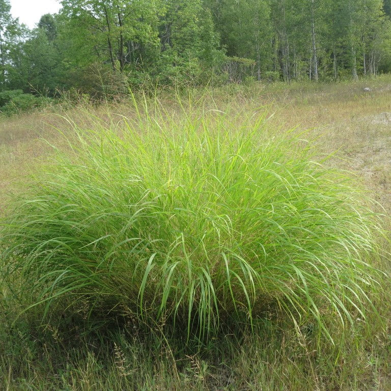 Switchgrass