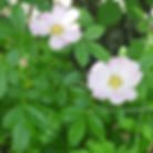 Carolina Rose