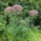 Hollow Joe-Pye Weed