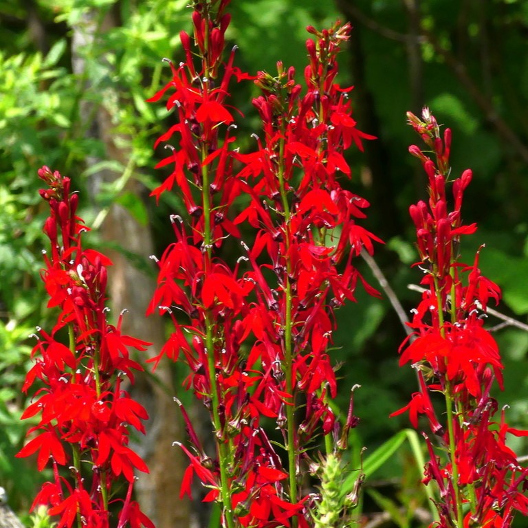 Cardinal Flower