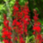 Cardinal Flower