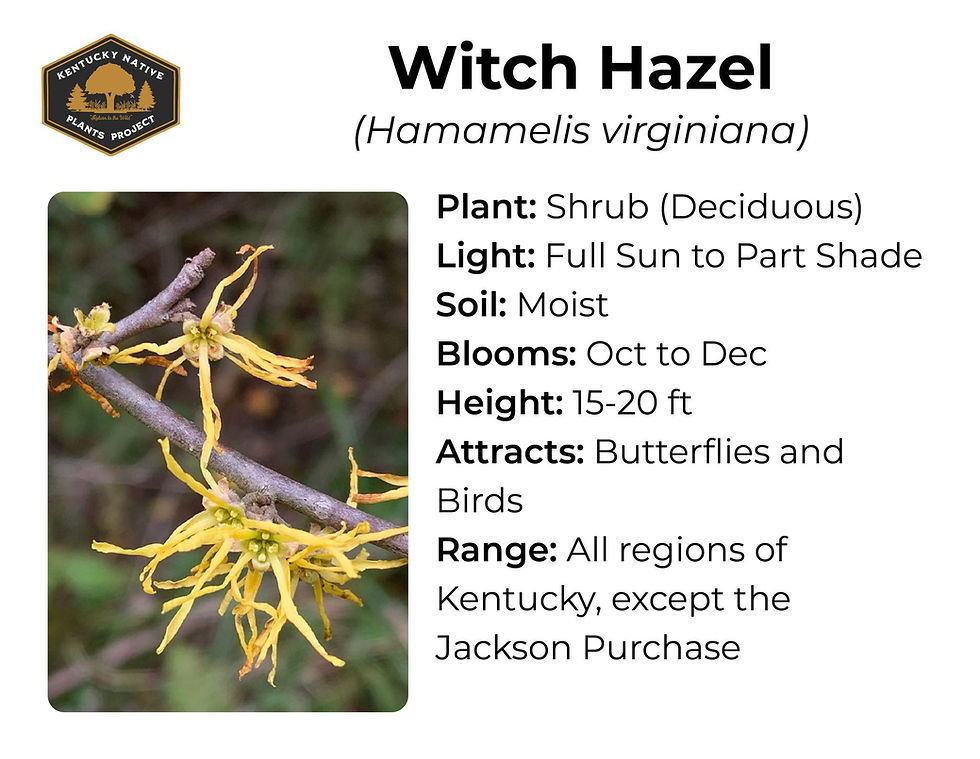 Witch Hazel plant info