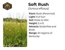 Soft Rush
