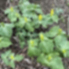 Yellow Wakerobin