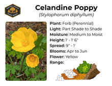 Celandine Poppy