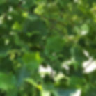 Tulip Tree leaves