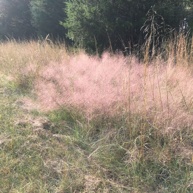Pink Muhly Grass