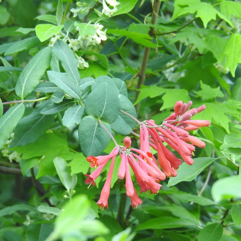 Coral Honeysuckle