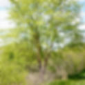 River Birch