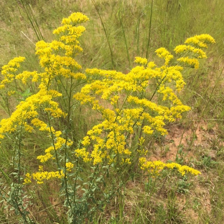 21 Kentucky Native Plants for Landscaping