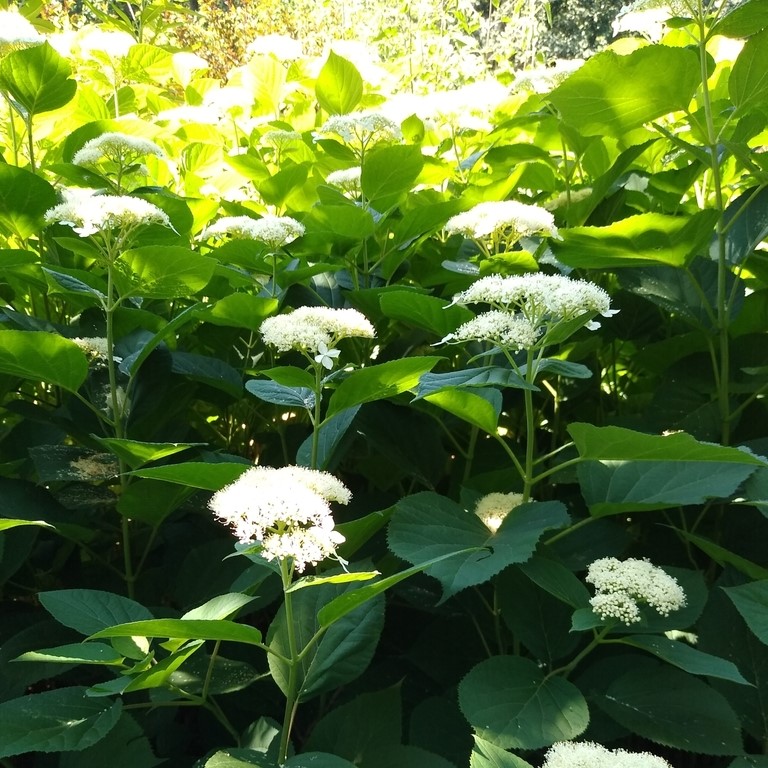 Wild Hydrangea