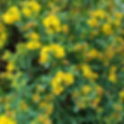Shrubby St. John's Wort