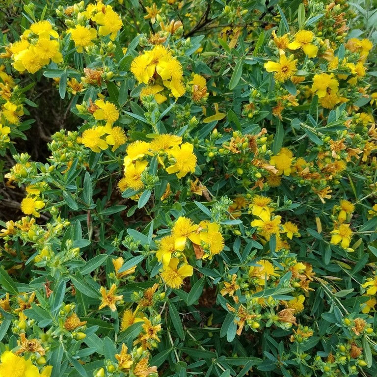 15 Native Shrubs of Kentucky