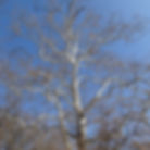 American Sycamore tree bark