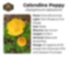 Celandine Poppy plant info