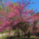 Eastern Redbud tree in bloom