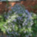 Aromatic Aster