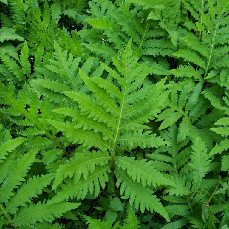 Sensitive Fern