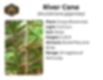 River Cane plant info