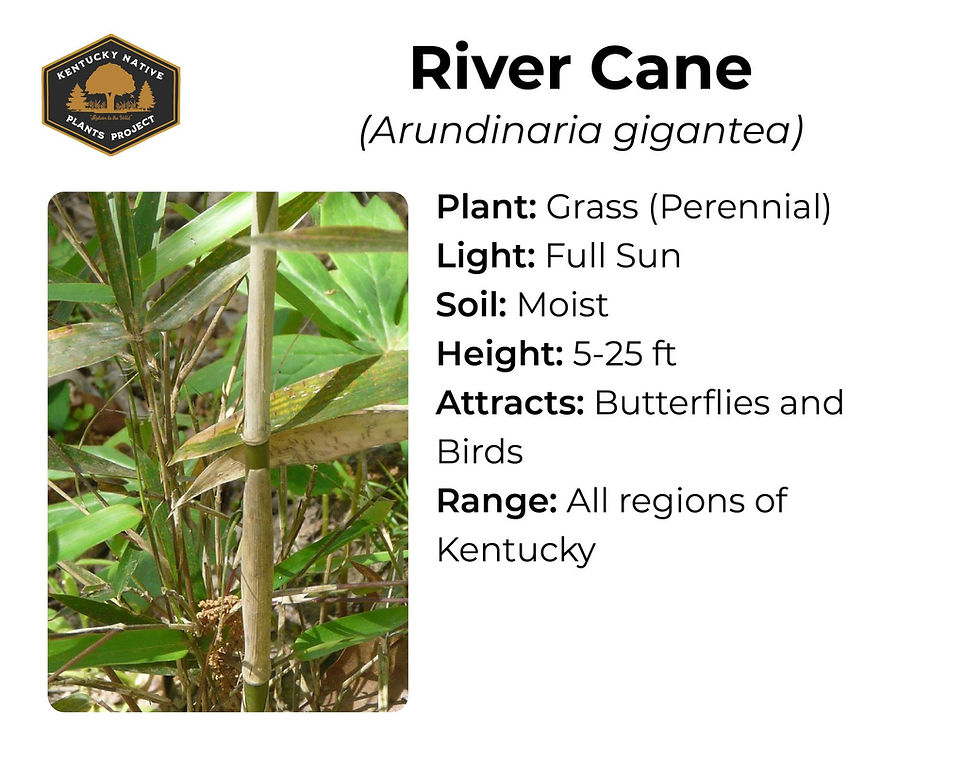 River Cane plant info