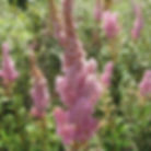 Steeplebush