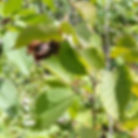 American Hazelnut