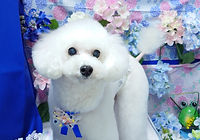 愛犬美容の店ペットハウスミルミル